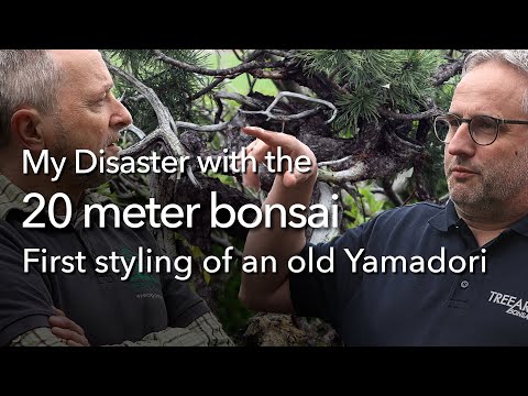 My Bonsai Disaster of a Yamadori-Tour in Switzerland.