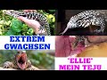 EXTREM GEWACHSEN ELLIE MEIN SCHWARZ WEISSER ARGENTINISCHER TEJU Tupinambis Merianae