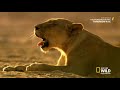 Lion Kingdom S01E01 Pride and Punishment