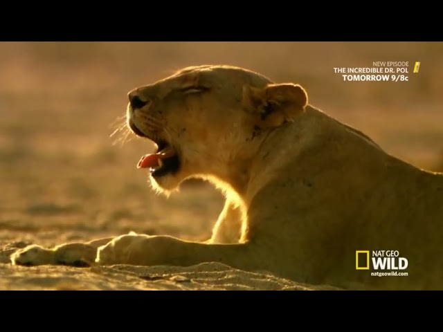 Lion Kingdom S01E01 Pride and Punishment