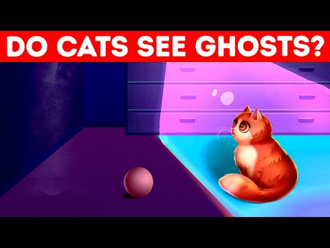Do Cats See Ghosts? 🙀 Quiz To Learn 10 Cool Cat Facts!