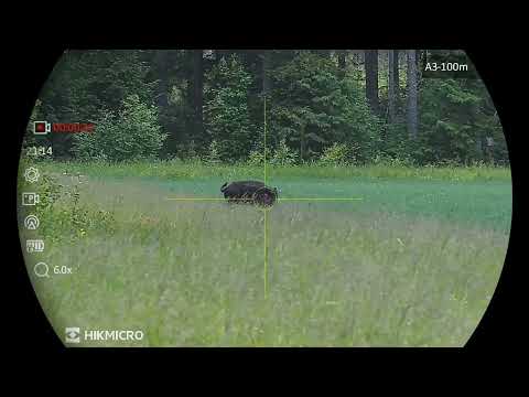 HIKMICRO ALPEX 4K compilation of boars🐗🐗🍀🍀