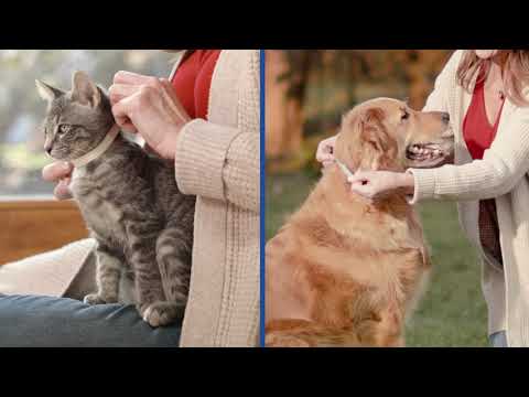 Adams Flea and Tick Collar How-To