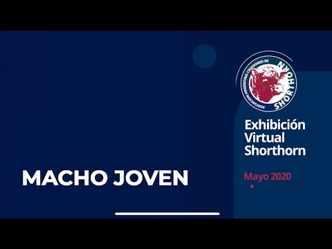 Categoría Macho Joven - Shorthorn Virtual 2020