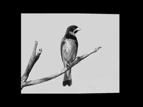 COLEIRO TUI TUI 3ª nota PURO  CANTO- SUPER CLÁSSiCO