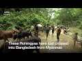 Viral Video Rohingya Muslim