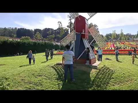 Tulip Flower festival