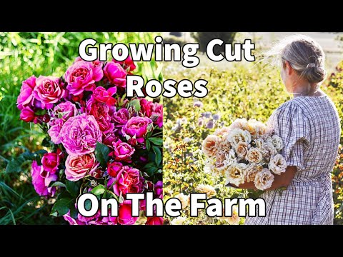 Growing Cut Roses for Loads of Blooms this spring | On the farm Rose cleaning pruning & fertilizing