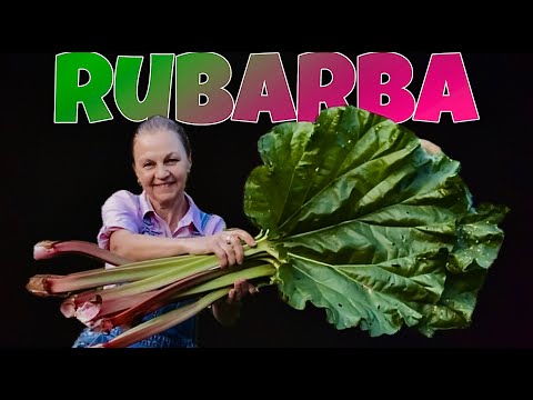 Cum se cultiva RUBARBA in gradina #rubarba #revent #rabarbar