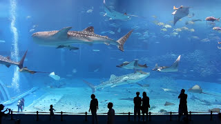 Kuroshio Sea - 2nd largest aquarium in the world - song is Please Don&#39;t Go by Barcelona