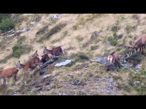 Hirschbrunft in den Alpen #4