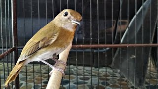 Download lagu Sikatan Rimba Dada Coklat Jantan Belajar Bunyi AMPUH 100% Sebagai Pancingan SRDC Bahan Supaya GACOR mp3