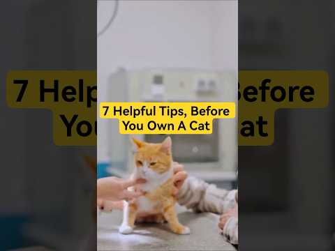7 Helpful Key Tips for First Time Cat Owners 🐈 #shorts #cat #tips #helpfultips