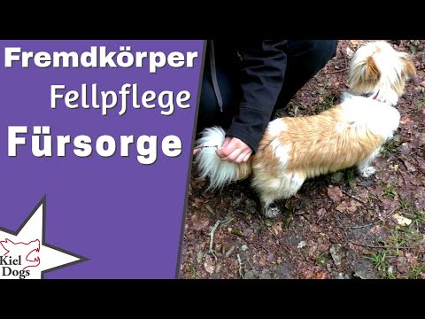 , title : 'Fremdkörper Fellpflege Fürsorge - Bessere Bindung durch Aufmerksamkeit - Hunde Pflege Tipps'