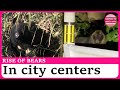 More Bears Sighted In City Centers In Northern Japan