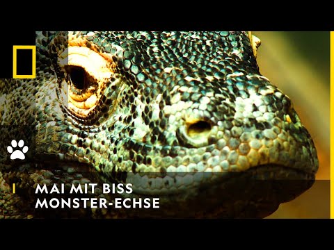 MAI MIT BISS - Die Monster-Echsen | National Geographic
