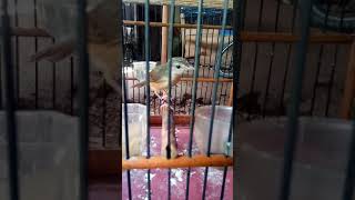 Download lagu Baby Ciblek Gunung Jantan mp3