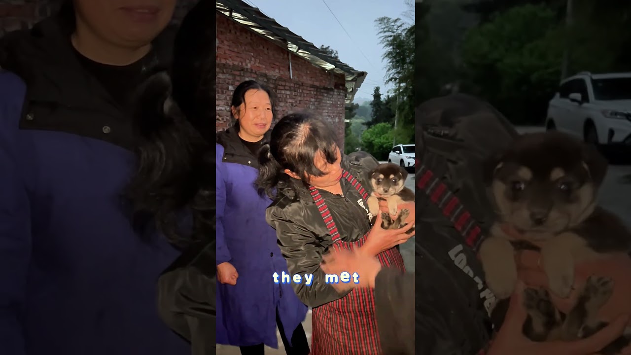 💔 Abandoned Puppies Found by the Roadside  A Heartbreaking Puppy Rescue Story