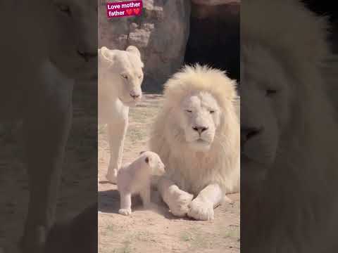 Love mother and Father #animal #discover #motherhood #father #children