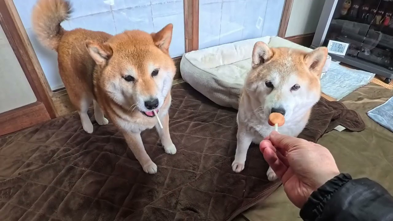 2026年3月31日(火) おともだちにささみポップ頂きました♪