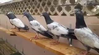 How to Pakistani baby pigeons