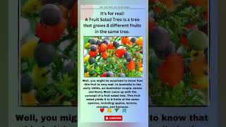 A Fruit Salad Tree is a tree that grows 8 different fruits in the same