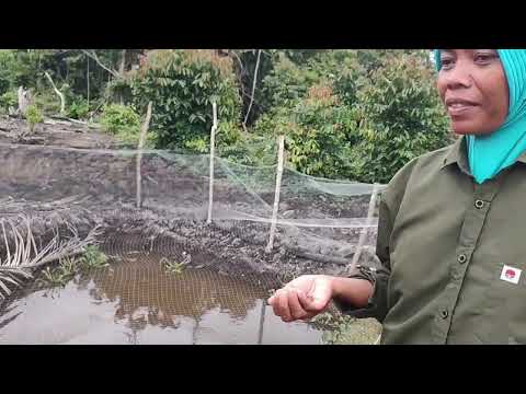 FINAL STAGE OF COLORING THE WANI RANTAU FAMILY HOUSE