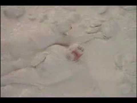 Honey We Shrunk Ourselves edit