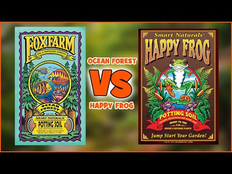Ocean Forest vs Happy Frog