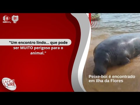 Peixe-boi é encontrado em Ilha da Flores