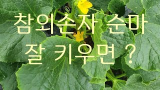 #참외재배방법 #참외는 손자 순에서 참외가 열립니다