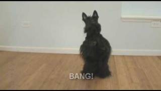 ScottieTails Shoot-out