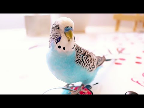 3 Hour Budgie Sounds or Parakeet sounds