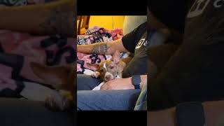 Video preview image #1 American Staffordshire Terrier-Unknown Mix Puppy For Sale in Corona, CA, USA