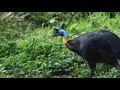 Casuario: Cómo Es El Peligroso Pájaro Que Mató A Su Cuidador En Florida
