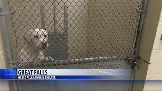 Great Falls Animal Shelter full, encouraging adoptions
