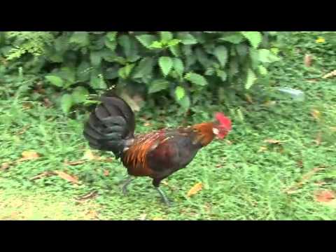 CHICKEN LICKIN'.avi