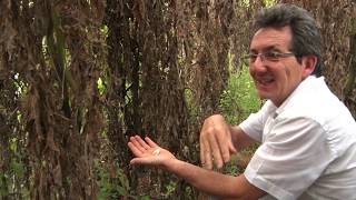 Miniatura do vídeo