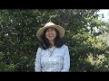 Native Hawaiian Plant Friends With Jill Wagner Alahe E