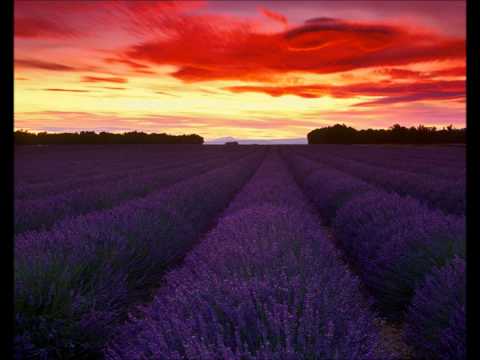 Bart Van Wissen - Space Tourist