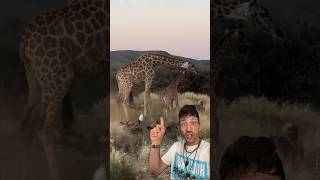 Giraffes vs. Wild Dogs