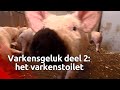 Op zoek naar gelukkigere varkens: het varkenstoilet