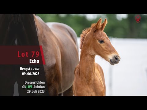 ONLIVE-AUKTION Lot 79 Echo Hengst v. Escanto PS - Belissimo M