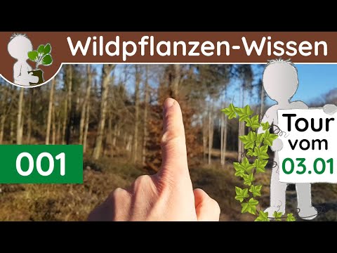 001 - Vegetations-Reste auf Bäumen - Wildpflanzen & Baum-Wissen (Botanik-Doku - Jänner)