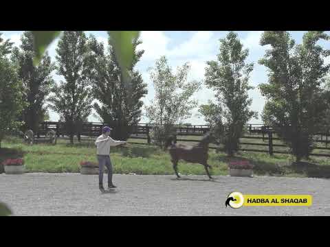 Hadba Al Shaqab