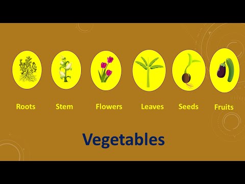 Which Part Of The Plant Do We Eat? | Root, Stem, Leaves, Flower, Fruit | Educational Video For Kids.