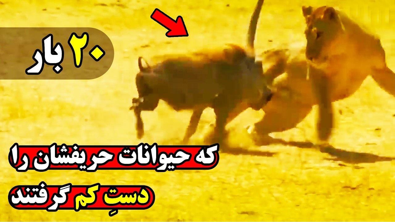 لحظات دیده نشده ای که حماقت حیوانات به قیمت جانشان تمام شد