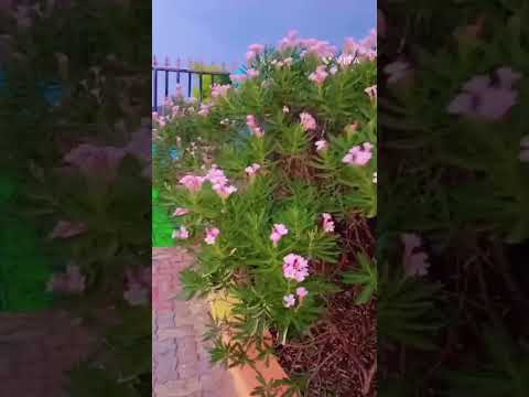 ..Abreathtaking tapestry of vibrant flowers and lush greenery 🌿."