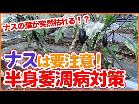 , title : '家庭菜園や農園のナス栽培で葉が突然枯れる！？半身萎凋病が発生したらやるべき事を徹底解説！/What to do if an illness occurs in eggplant cultivation'