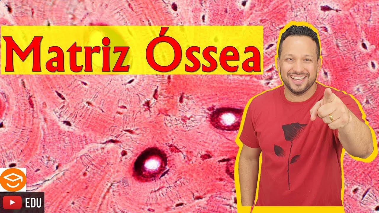 Matriz Óssea - Componente do Tecido Ósseo - Histologia Animal